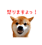 柴犬カイのデイリーライフ（個別スタンプ：22）