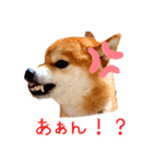 柴犬カイのデイリーライフ（個別スタンプ：23）