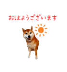 柴犬カイのデイリーライフ（個別スタンプ：26）