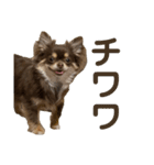 私のお犬様（うに）III（個別スタンプ：2）