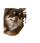 私のお犬様（うに）III（個別スタンプ：3）