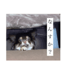 私のお犬様（うに）III（個別スタンプ：4）