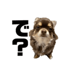 私のお犬様（うに）III（個別スタンプ：7）