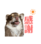 私のお犬様（うに）III（個別スタンプ：8）