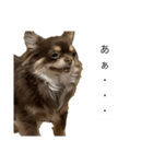 私のお犬様（うに）III（個別スタンプ：9）