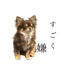 私のお犬様（うに）III（個別スタンプ：10）