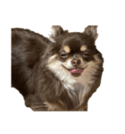 私のお犬様（うに）III（個別スタンプ：11）