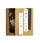 私のお犬様（うに）III（個別スタンプ：12）