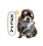私のお犬様（うに）III（個別スタンプ：13）