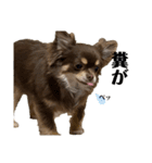 私のお犬様（うに）III（個別スタンプ：14）