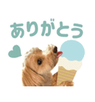 飛び出す！犬のまるちゃん 夏（実写）（個別スタンプ：1）