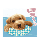 飛び出す！犬のまるちゃん 夏（実写）（個別スタンプ：5）