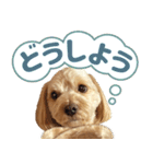 飛び出す！犬のまるちゃん 夏（実写）（個別スタンプ：16）