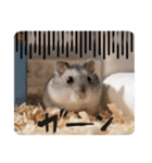 うちのハムスターのお返事（個別スタンプ：1）