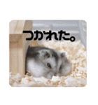 うちのハムスターのお返事（個別スタンプ：2）