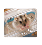 うちのハムスターのお返事（個別スタンプ：8）