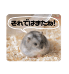 うちのハムスターのお返事（個別スタンプ：10）