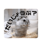 うちのハムスターのお返事（個別スタンプ：13）