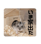 うちのハムスターのお返事（個別スタンプ：14）