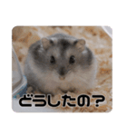 うちのハムスターのお返事（個別スタンプ：15）