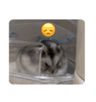うちのハムスターのお返事（個別スタンプ：21）