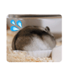 うちのハムスターのお返事（個別スタンプ：22）