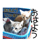 キジトラ猫のりんちゃん2（個別スタンプ：1）