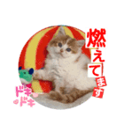 ねこまーち NKM22 わたぐも王子（個別スタンプ：5）