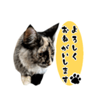 悪い顔のメインクーン（個別スタンプ：1）