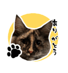 悪い顔のメインクーン（個別スタンプ：2）