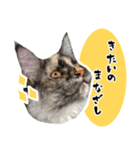 悪い顔のメインクーン（個別スタンプ：3）