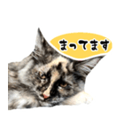 悪い顔のメインクーン（個別スタンプ：4）