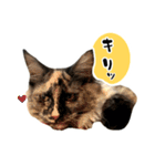 悪い顔のメインクーン（個別スタンプ：5）