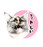 悪い顔のメインクーン（個別スタンプ：6）