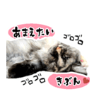 悪い顔のメインクーン（個別スタンプ：7）