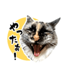 悪い顔のメインクーン（個別スタンプ：9）