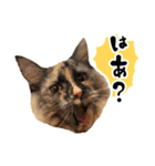 悪い顔のメインクーン（個別スタンプ：16）