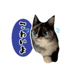 悪い顔のメインクーン（個別スタンプ：20）