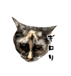 悪い顔のメインクーン（個別スタンプ：22）