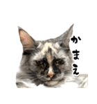 悪い顔のメインクーン（個別スタンプ：23）