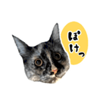 悪い顔のメインクーン（個別スタンプ：25）