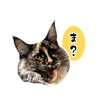 悪い顔のメインクーン（個別スタンプ：26）
