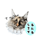 悪い顔のメインクーン（個別スタンプ：28）