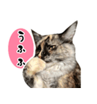 悪い顔のメインクーン（個別スタンプ：29）