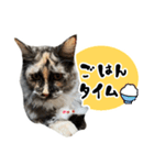 悪い顔のメインクーン（個別スタンプ：30）