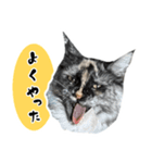悪い顔のメインクーン（個別スタンプ：32）