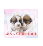 ジャックラッセルテリアの日常挨拶（個別スタンプ：1）