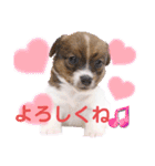 ジャックラッセルテリアの日常挨拶（個別スタンプ：2）