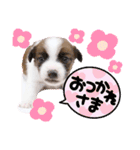 ジャックラッセルテリアの日常挨拶（個別スタンプ：3）