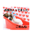 ジャックラッセルテリアの日常挨拶（個別スタンプ：8）